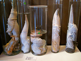 Illustration for article titled Of Penises and Planets: On Labels in Science and Culture